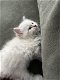 Siberische kittens met stamboom - 2 - Thumbnail