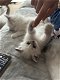 Siberische kittens met stamboom - 3 - Thumbnail