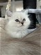 Siberische kittens met stamboom - 4 - Thumbnail