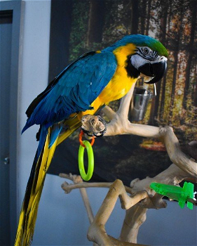 Blauwe en gouden ara-papegaaien klaar - 0