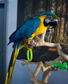 Blauwe en gouden ara-papegaaien klaar