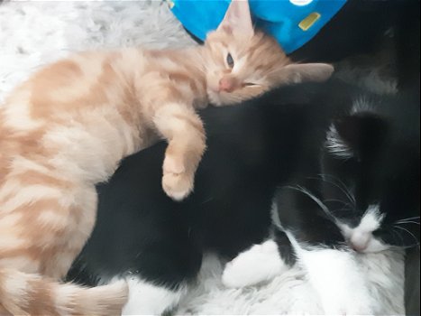 Cypresse en Tuxede kittens te koop - 2