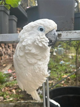 Kaketoe papegaai - 0
