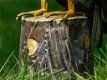 havik , adelaar tuinbeeld - 3 - Thumbnail