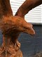 vliegende adelaar, coby - 3 - Thumbnail