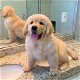 Geregistreerde Golden Retriever-pups. - 0 - Thumbnail