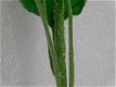 Delphinium , bloem , kuntbloemen - 3 - Thumbnail