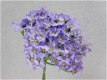 Hortensia , bloemen - 3 - Thumbnail