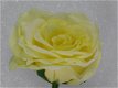 zelf bloemschikken , roos , kunstbloem - 0 - Thumbnail