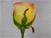 roos , kuntbloem , kado - 2 - Thumbnail