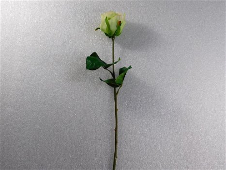 kado , prachtige roos - 1