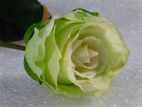 kado , prachtige roos - 4