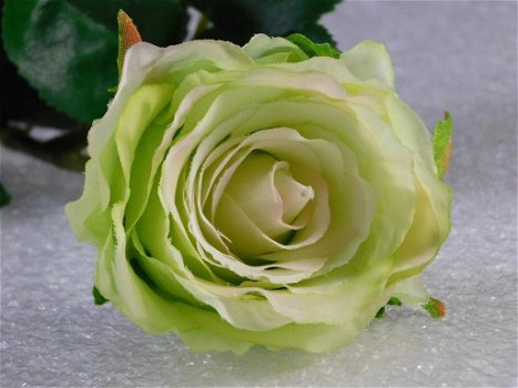 kado , prachtige roos - 5