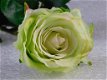 kado , prachtige roos - 5 - Thumbnail
