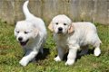Prachtige Golden Retriever Pups te koop. - 2 - Thumbnail