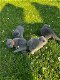 Britse Korthaar/Scottish Fold Blauw en Lilac kitten. - 0 - Thumbnail