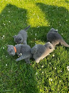 Britse Korthaar/Scottish Fold Blauw en Lilac kitten.