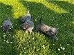 Britse Korthaar/Scottish Fold Blauw en Lilac kitten. - 1 - Thumbnail