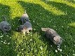 Britse Korthaar/Scottish Fold Blauw en Lilac kitten. - 2 - Thumbnail