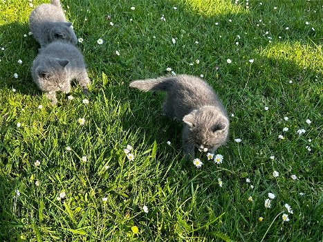 Britse Korthaar/Scottish Fold Blauw en Lilac kitten. - 3