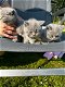 Britse Korthaar/Scottish Fold Blauw en Lilac kitten. - 4 - Thumbnail