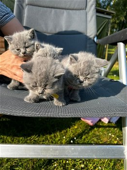 Britse Korthaar/Scottish Fold Blauw en Lilac kitten. - 5
