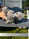 Britse Korthaar/Scottish Fold Blauw en Lilac kitten. - 5 - Thumbnail