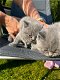 Britse Korthaar/Scottish Fold Blauw en Lilac kitten. - 6 - Thumbnail