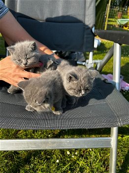 Britse Korthaar/Scottish Fold Blauw en Lilac kitten. - 7