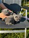 Britse Korthaar/Scottish Fold Blauw en Lilac kitten. - 7 - Thumbnail