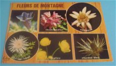 Kaart Fleurs de Montagne