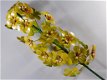 hyacint , bloem , tuinsteker - 0 - Thumbnail