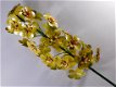 hyacint , bloem , tuinsteker - 4 - Thumbnail