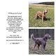 Weimaraner Langhaar puppy's beschikbaar - 0 - Thumbnail