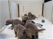 Weimaraner Langhaar puppy's beschikbaar - 1 - Thumbnail