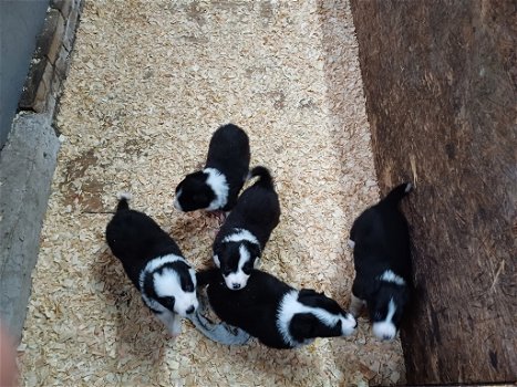 Prachtige Border Collie pups - 0