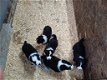 Prachtige Border Collie pups - 0 - Thumbnail