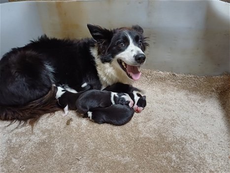 Prachtige Border Collie pups - 1