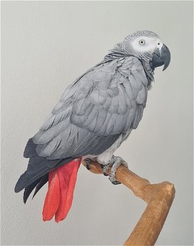 Grijze roodstaart papegaai - 0