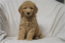 Medium F3 Labradoodle pups