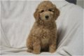 Medium F3 Labradoodle pups - 2 - Thumbnail