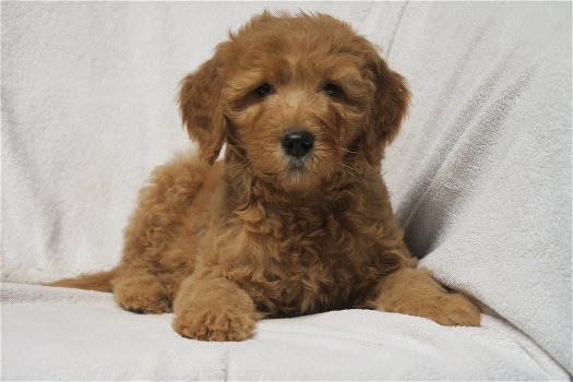 Medium F3 Labradoodle pups - 5