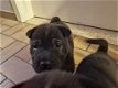 Sharpei pups te koop - 2 - Thumbnail