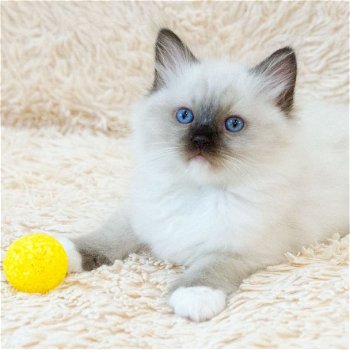 5 Ragdoll Blue point mitted zoekt nieuwe mandje - 0