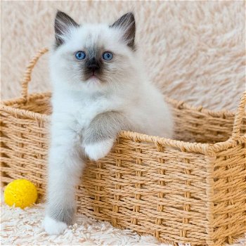 5 Ragdoll Blue point mitted zoekt nieuwe mandje - 4