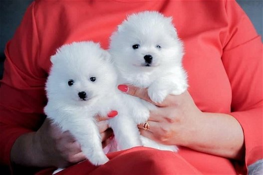 Mooie 3 Pommerse puppy's voor bij u thuis - 0