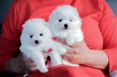 Mooie 3 Pommerse puppy's voor bij u thuis