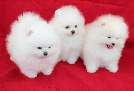 Mooie 3 Pommerse puppy's voor bij u thuis - 2