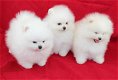 Mooie 3 Pommerse puppy's voor bij u thuis - 2 - Thumbnail