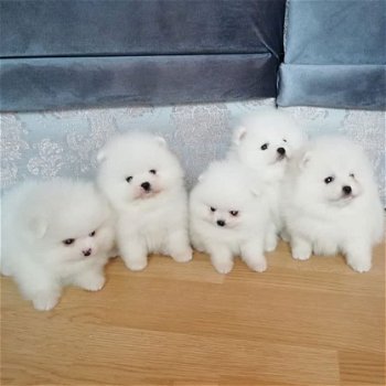 Mooie 3 Pommerse puppy's voor bij u thuis - 3